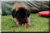 leonberger 014.jpg